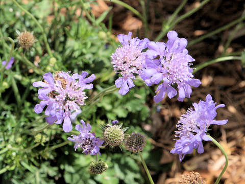 Scabiosa atropurpurea