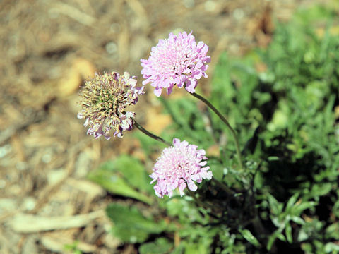 Scabiosa atropurpurea