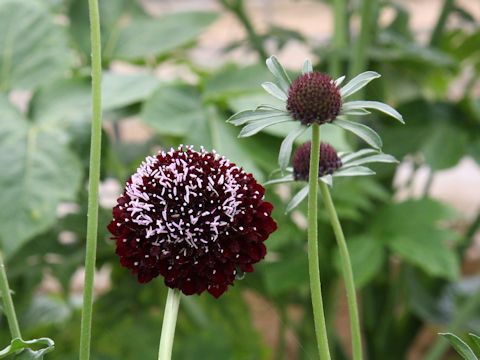 Scabiosa atropurpurea