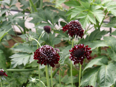 Scabiosa atropurpurea