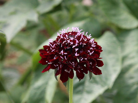 Scabiosa atropurpurea