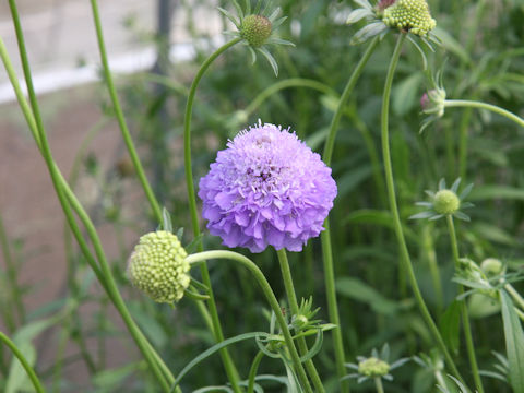 Scabiosa atropurpurea