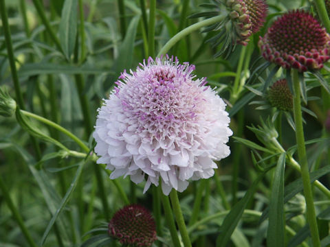 Scabiosa atropurpurea