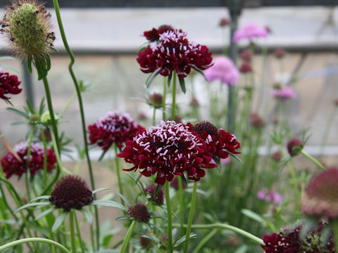 Scabiosa atropurpurea