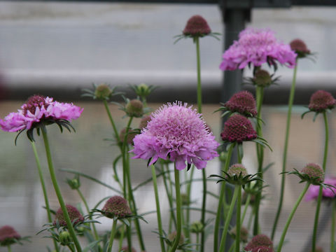 Scabiosa atropurpurea