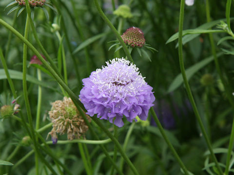 Scabiosa atropurpurea