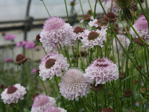 Scabiosa atropurpurea