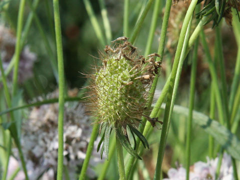 Scabiosa atropurpurea