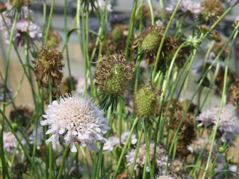 Scabiosa atropurpurea