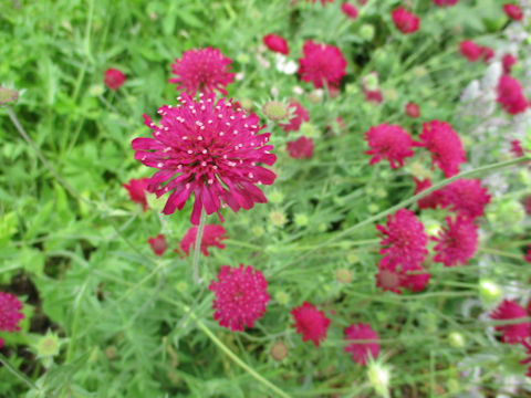 Scabiosa atropurpurea