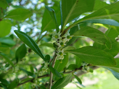 Euonymus europaeus