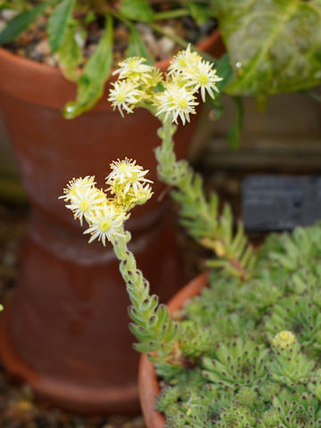 Sempervivum grandiflorum