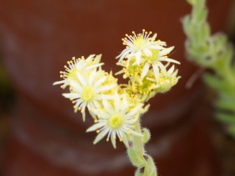 Sempervivum grandiflorum