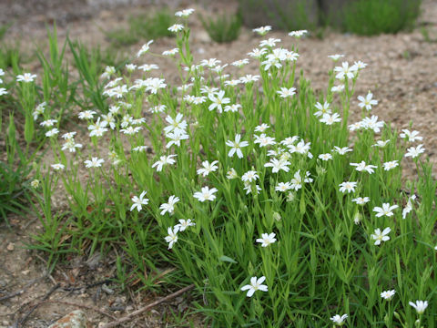 Cerastium arvense