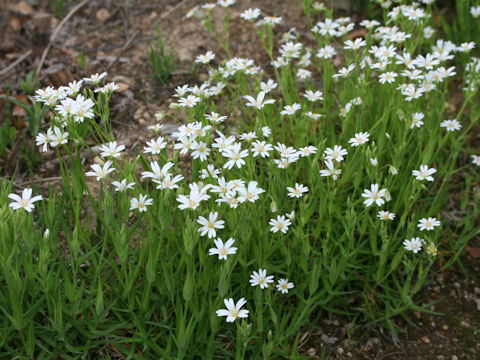 Cerastium arvense