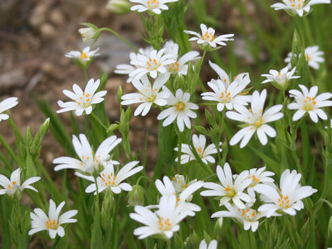 Cerastium arvense