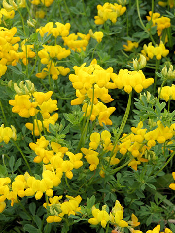 Lotus corniculatus var. corniculatus