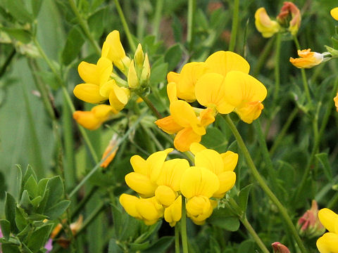 Lotus corniculatus var. corniculatus