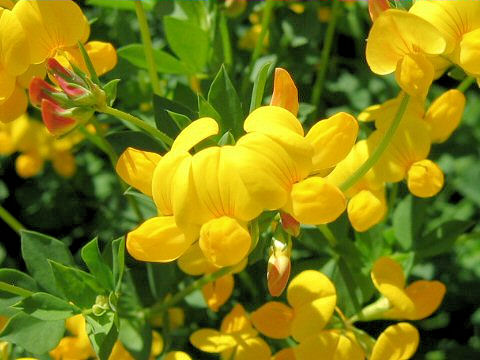 Lotus corniculatus var. corniculatus