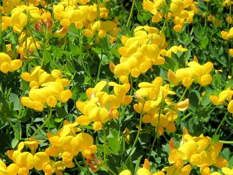 Lotus corniculatus var. corniculatus