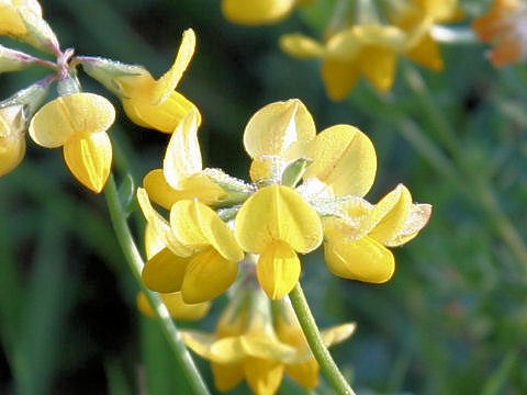 Lotus corniculatus var. corniculatus
