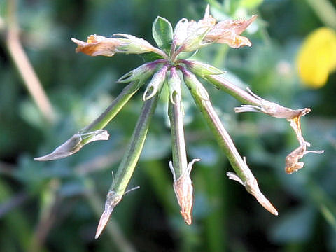 Lotus corniculatus var. corniculatus