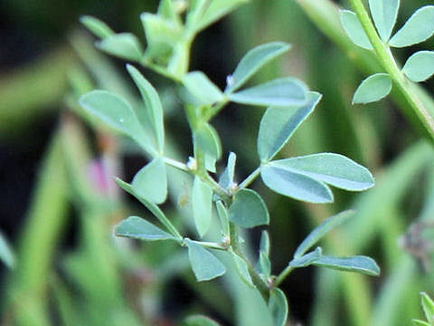 Lotus corniculatus var. corniculatus