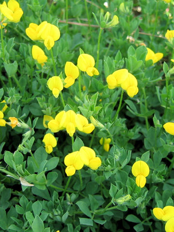 Lotus corniculatus var. corniculatus