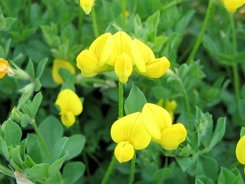 Lotus corniculatus var. corniculatus