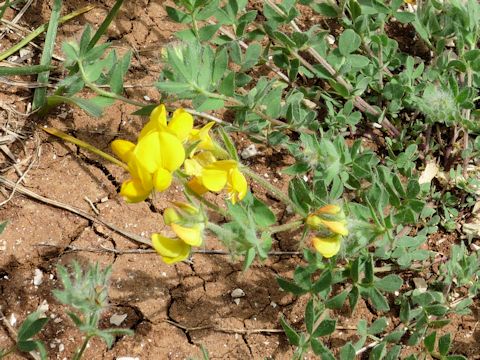 Lotus corniculatus var. corniculatus