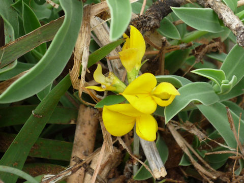 Lotus corniculatus var. corniculatus