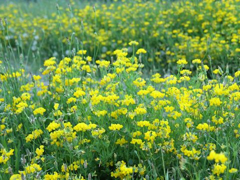 Lotus corniculatus var. corniculatus