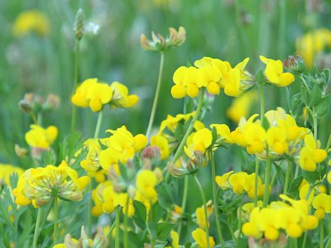 Lotus corniculatus var. corniculatus