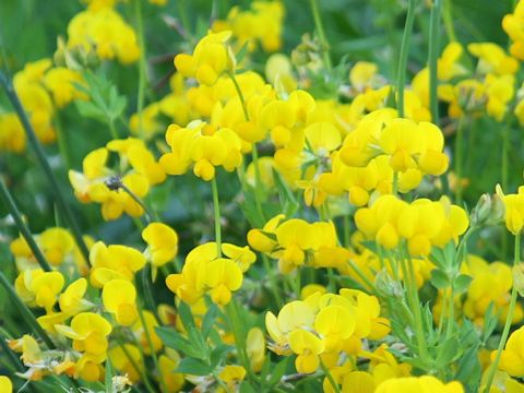 Lotus corniculatus var. corniculatus