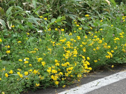 Lotus corniculatus var. corniculatus