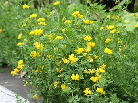 Lotus corniculatus var. corniculatus