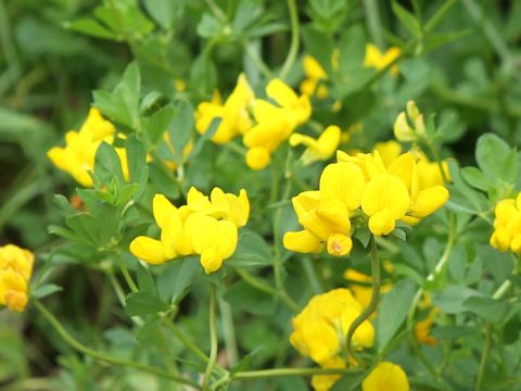 Lotus corniculatus var. corniculatus