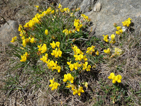 Lotus corniculatus var. corniculatus