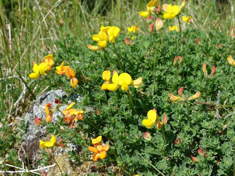 Lotus corniculatus var. corniculatus