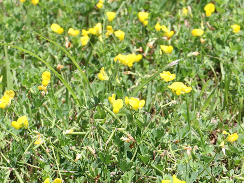 Lotus corniculatus var. corniculatus