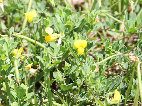 Lotus corniculatus var. corniculatus