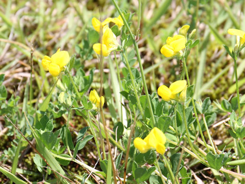 Lotus corniculatus var. corniculatus