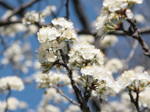 Prunus avium