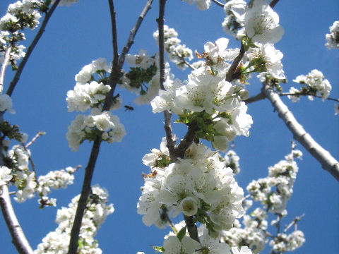 Prunus avium