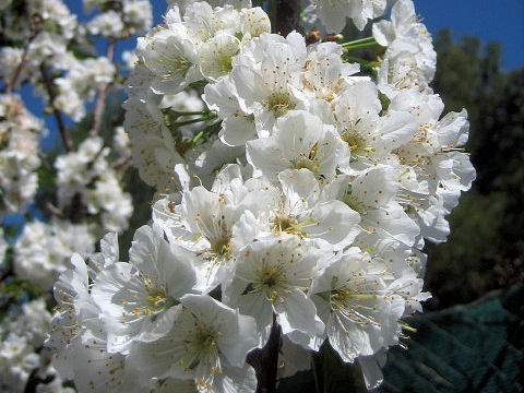 Prunus avium