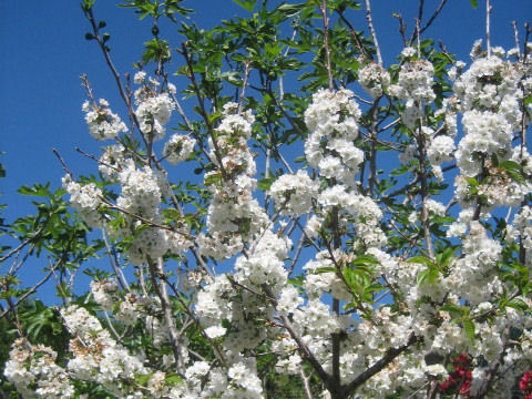 Prunus avium