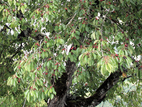 Prunus avium