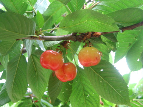 Prunus avium