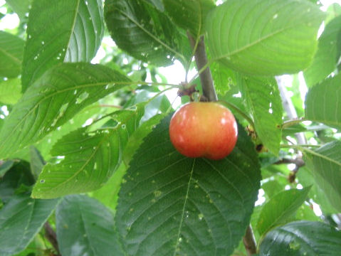 Prunus avium