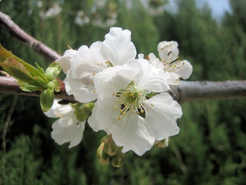 Prunus avium